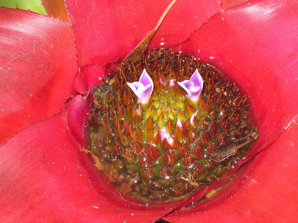 CairnsTC037 Jardin Botanique 037.jpg